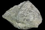 Pyrite Replaced Brachiopod (Paraspirifer) - Ohio #89725-1